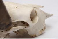 animal skull 0069